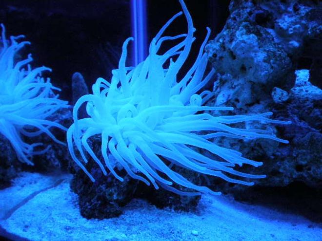 corals inverts - condylactis gigantea - condy anemone stocking in 20 gallons tank - new