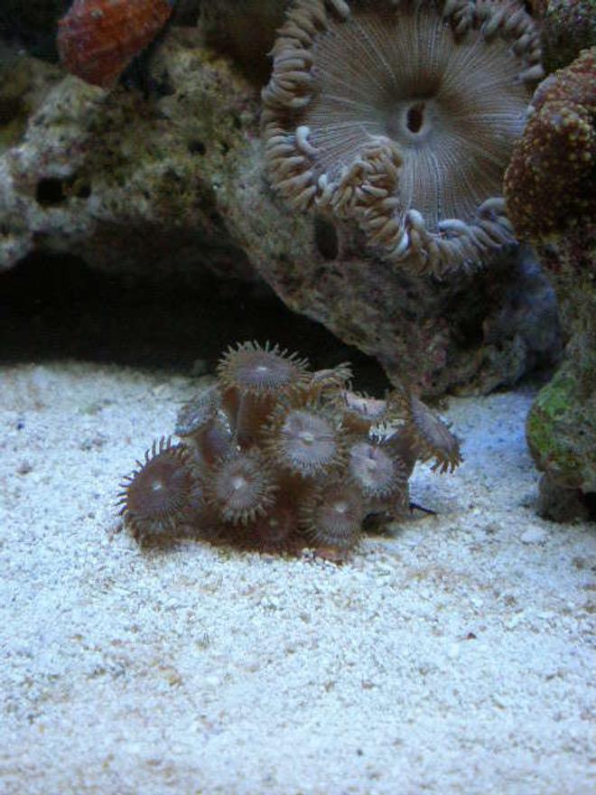 corals inverts - palythoa sp. - blue devil zoanthids stocking in 20 gallons tank - new