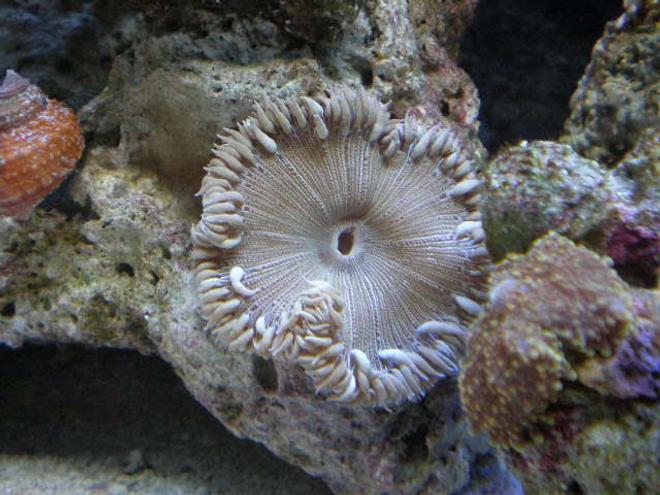 corals inverts - palythoa sp. - moonshine palys stocking in 20 gallons tank - new