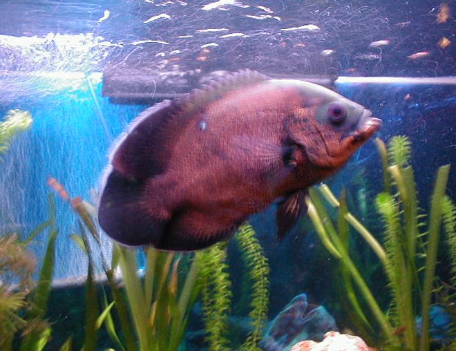 freshwater fish - astronotus ocellatus - red oscar stocking in 55 gallons tank - My 55 Gallon tank.