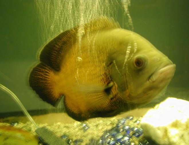 freshwater fish - astronotus ocellatus - red oscar stocking in 120 gallons tank - my oscar