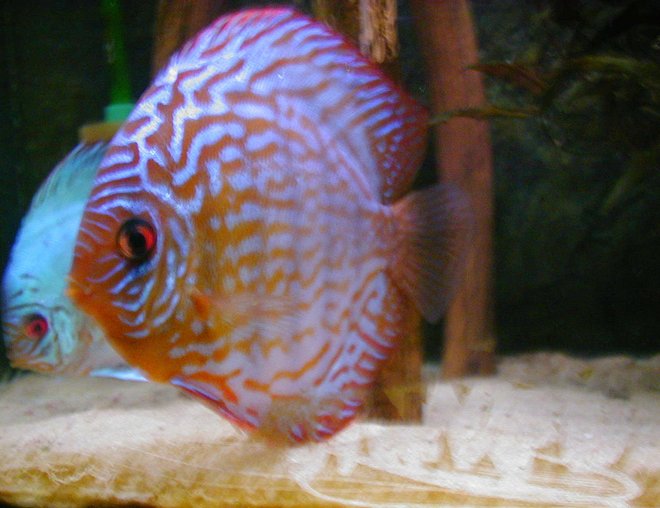 freshwater fish - symphysodon sp. - red leopard discus stocking in 100 gallons tank - 8 years ago... new picture follow
but not from diskus