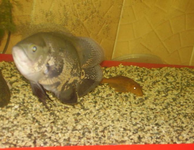freshwater fish - astronotus ocellatus - tiger oscar stocking in 50 gallons tank - my tiger oscar when he was still 5 mos. old, now he's a year old