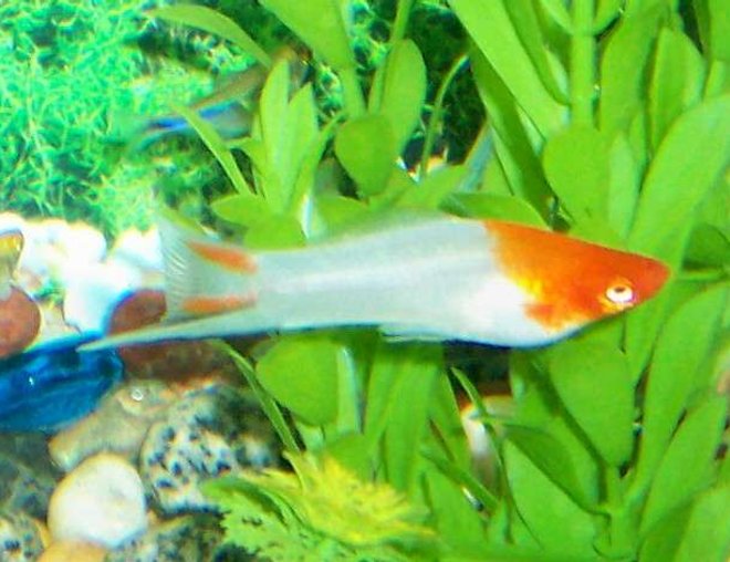 freshwater fish - albino koi swordtail stocking in 80 gallons tank - Male Koi Swordtail