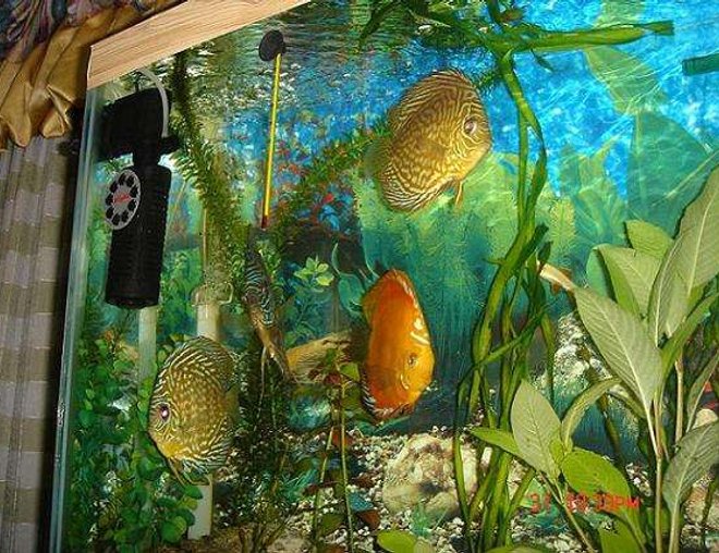 freshwater fish - symphysodon sp. - red leopard discus stocking in 50 gallons tank - A group of my discus fishes