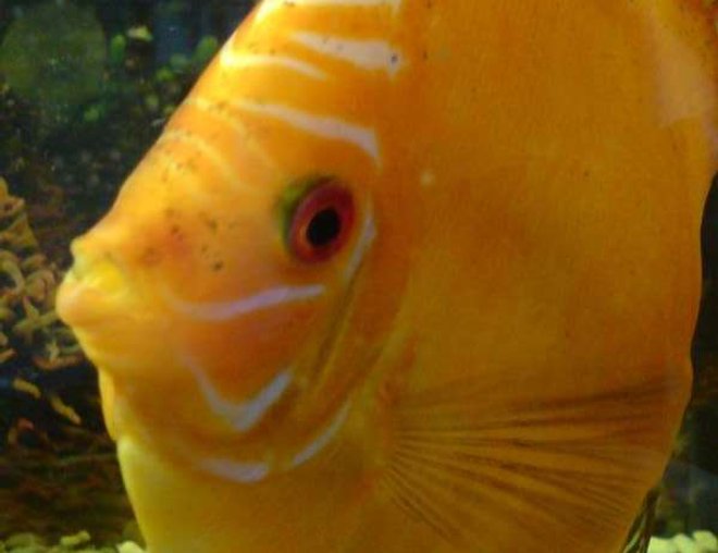 freshwater fish - symphysodon sp. - red marlboro discus stocking in 40 gallons tank - Discus Marlboro Red