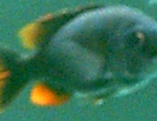 freshwater fish stocking in 75 gallons tank - WhoDey is a rescued fish from a friend he had no scails and most of his fins were eaten off he is now fully recovered and beutiful