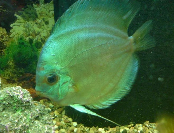 freshwater fish - symphysodon sp. - blue diamond discus stocking in 40 gallons tank - Blue Turqoise Discus Female