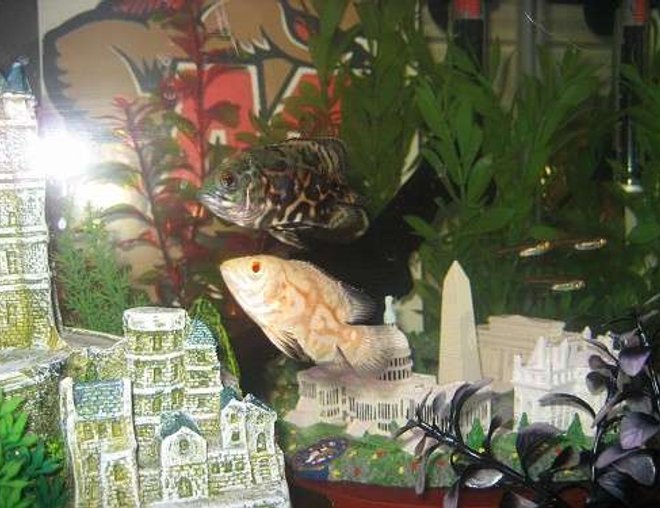 freshwater fish - astronotus ocellatus - albino oscar stocking in 55 gallons tank - Con & Gem (Oscars) - on the East Coast of the 29 gallon.