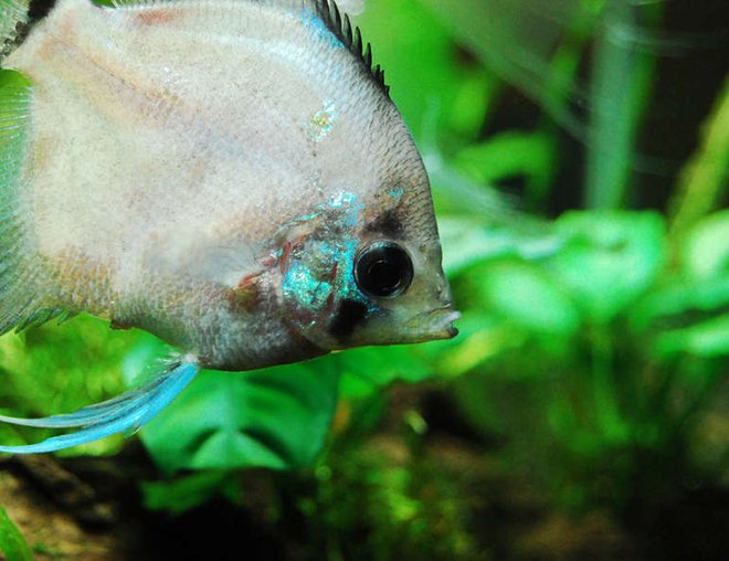 freshwater fish - symphysodon sp. - white discus stocking in 75 gallons tank - Angelfish