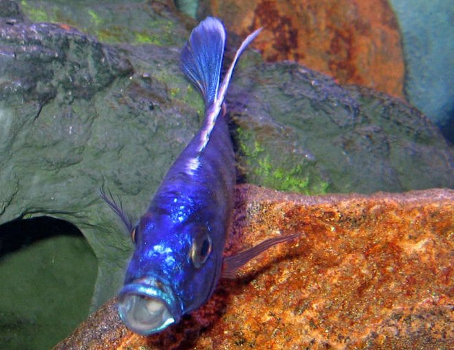 freshwater fish stocking in 46 gallons tank - Say AAAHHHHHH!!