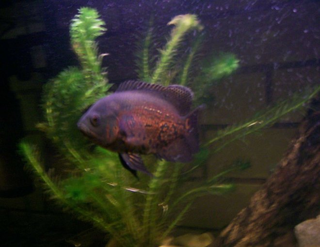 freshwater fish - astronotus ocellatus - tiger oscar stocking in 70 gallons tank - my oscar bout 5 months old very aggresive in a 3 ft tank with a barramundi and 2 crayfish