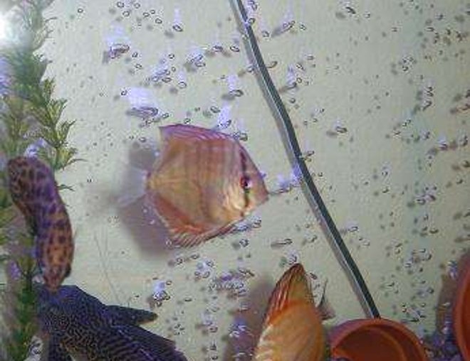 freshwater fish - symphysodon spp. - red turquoise discus stocking in 55 gallons tank - Red turqoiuse 3", Pigeon blood 3", leaf fish 3", and pleco 6"