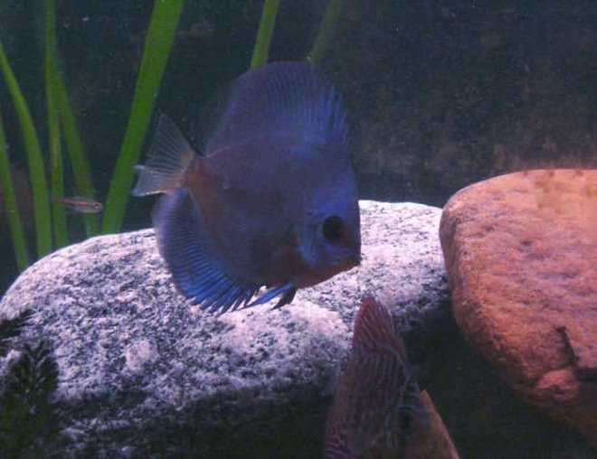 freshwater fish - symphysodon sp. - blue diamond discus stocking in 55 gallons tank - blue diamond discus