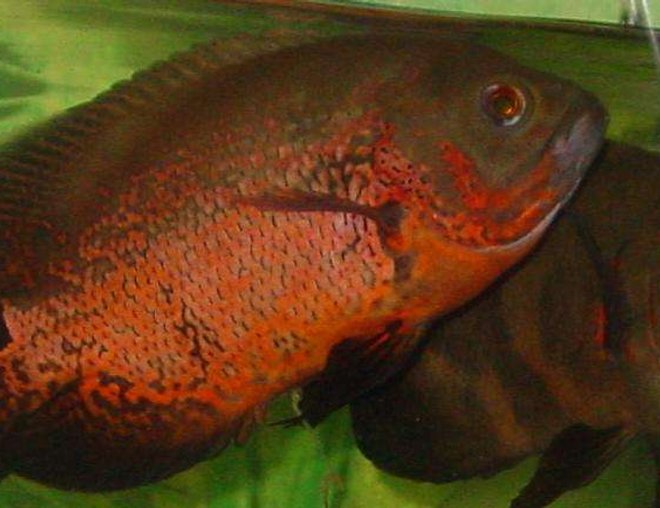 freshwater fish - astronotus ocellatus - red oscar stocking in 75 gallons tank - bonnie and clyde. 2 oscars in 75 gallon tank.