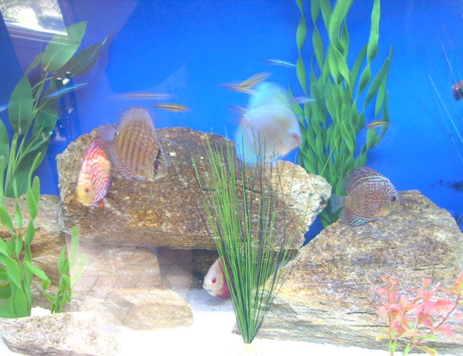freshwater fish - symphysodon sp. - blue diamond discus stocking in 65 gallons tank - My Discus. Super Red Melon, Blue Diamond, Checkerboard Pigeon, Mosaic Leopard, Red Turquoise