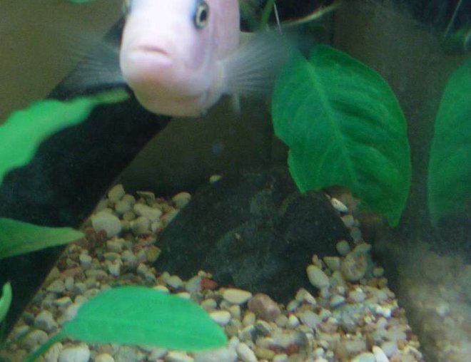 freshwater fish - jelly bean parrot cichild stocking in 10 gallons tank - my rookie photo 2