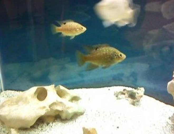 freshwater fish - bleekri stocking in 120 gallons tank - my two bleekri