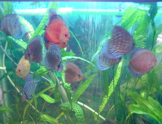 freshwater fish - symphysodon sp. - blue diamond discus stocking in 100 gallons tank - discus tank
