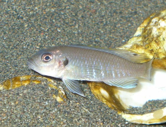freshwater fish - triglachromis otostigma stocking in 55 gallons tank - Triglachromis Otostigma this is my new addition to my tang tank they are verry busy digging and moving things around i find them verry peacful and beutiful