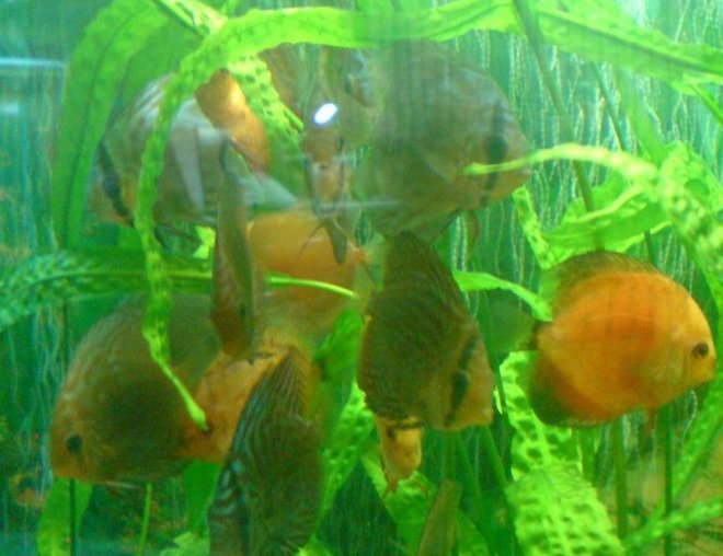 freshwater fish - symphysodon sp. - yellow marlboro discus stocking in 100 gallons tank - discus