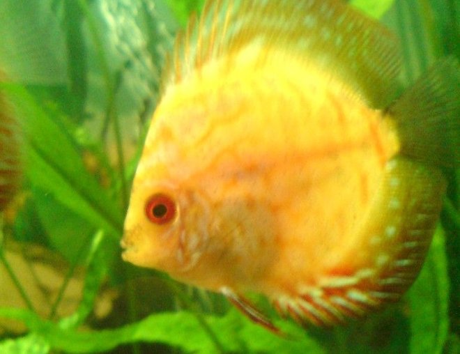 freshwater fish - symphysodon sp. - yellow marlboro discus stocking in 100 gallons tank - Goldy