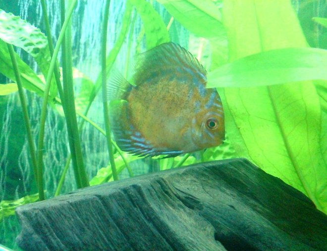 freshwater fish - symphysodon spp. - pigeon blood discus stocking in 100 gallons tank - Pill