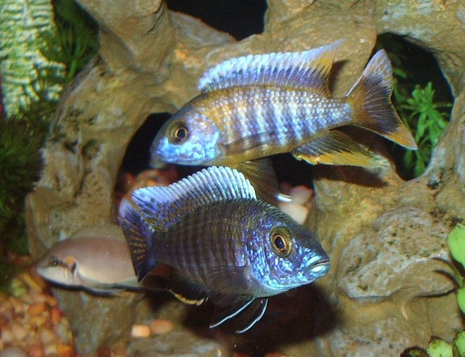 freshwater fish - eureka jakes stocking in 90 gallons tank - Eureka Jakes