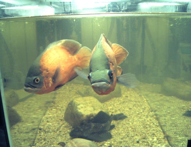 freshwater fish - astronotus ocellatus - red oscar stocking in 75 gallons tank - Red Oscars, mated pair,12" and 14".