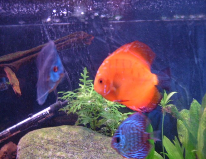 freshwater fish - symphysodon sp. - red marlboro discus stocking in 55 gallons tank - these are 3 of my discus i think that discus are the coolest fish ever if my girlfriend told me i could only have one tank the saltwater ones would have to go in favor of my discus.