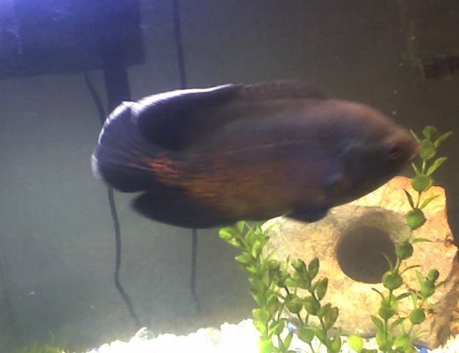 freshwater fish - astronotus ocellatus - red oscar stocking in 20 gallons tank - Thrasher 7+" Red Oscar (some times gold and some times black)