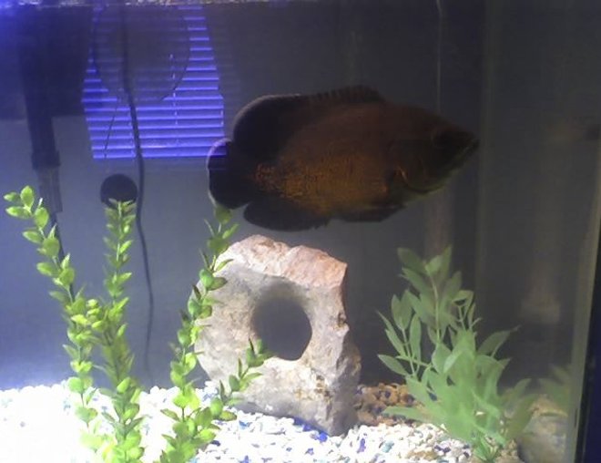 freshwater fish - astronotus ocellatus - red oscar stocking in 20 gallons tank - Thrasher 7+" Red Oscar