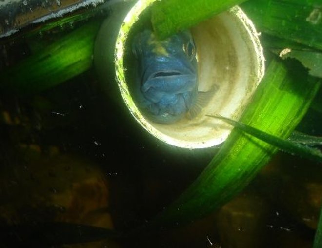 freshwater fish stocking in 70 gallons tank - cichlid and tube