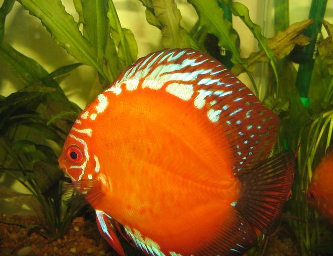 freshwater fish - golden crystal discus stocking in 38 gallons tank - my now 2 year old golden crystal discus.