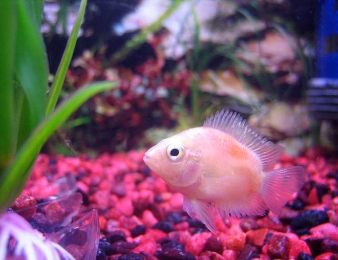 freshwater fish - jellybean parrot cichlid stocking in 10 gallons tank - Orange Jellybean Parrot Cichlid
