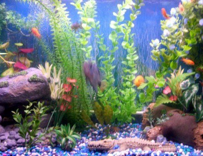freshwater fish stocking in 30 gallons tank - pic
