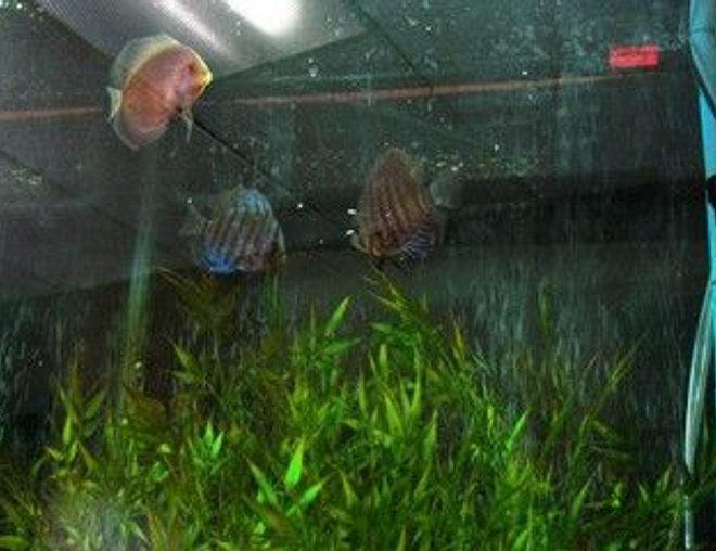 freshwater fish - symphysodon sp. - green tefe discus stocking in 47 gallons tank - the gang