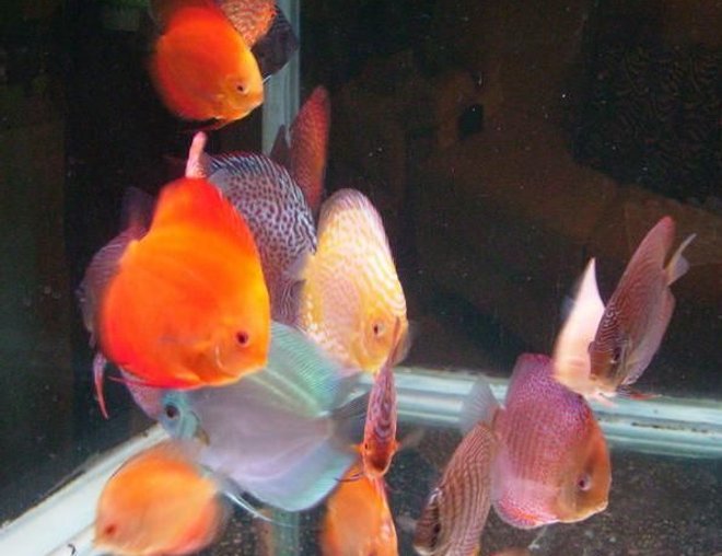 freshwater fish - red melon discus stocking in 150 gallons tank - Dinner Time!