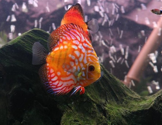freshwater fish - rainbow pigeon discus stocking in 72 gallons tank - Most beautiful discus ever.