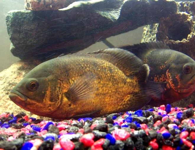 freshwater fish - astronotus ocellatus - red oscar stocking in 250 gallons tank - Rusty & Ozzie ( i think Rusty is a camera hog.... he seems to get to the front of all the photos!!)