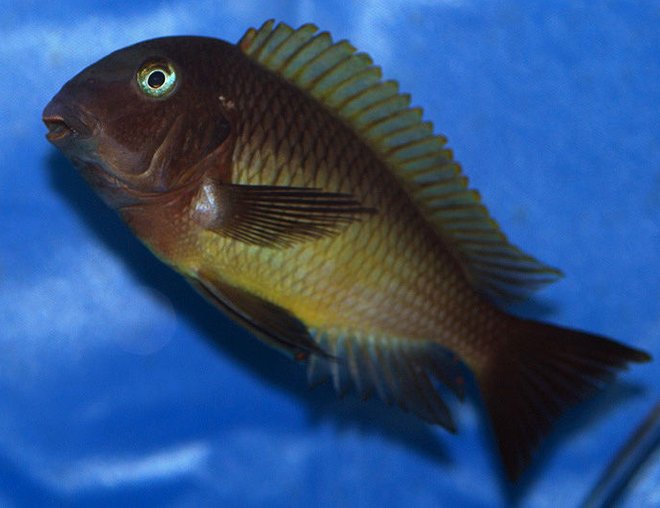 freshwater fish - tropheus nkonde stocking in 125 gallons tank - Tropheus Nkonde...they are complete camera hogs.