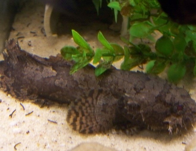 freshwater fish - toadfish stocking in 29 gallons tank - My Freshwater Toadfish(Oscar) waiting to be fed(RIP).