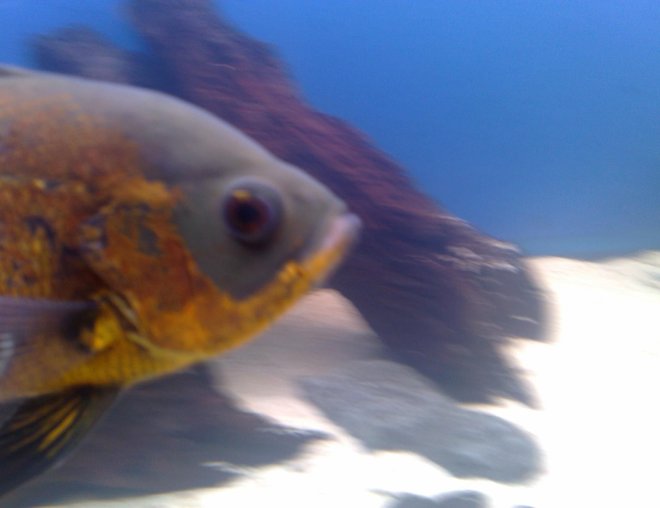 freshwater fish - astronotus ocellatus - red oscar stocking in 150 gallons tank - ollie the oscar