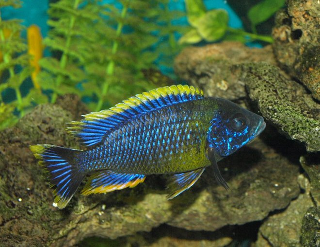 freshwater fish - auloncara sp. stocking in 90 gallons tank - Auloncara sp. Lawanda