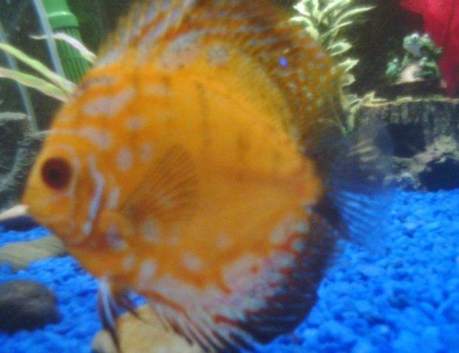 freshwater fish - symphysodon spp. - pigeon blood discus stocking in 75 gallons tank - Nice discus