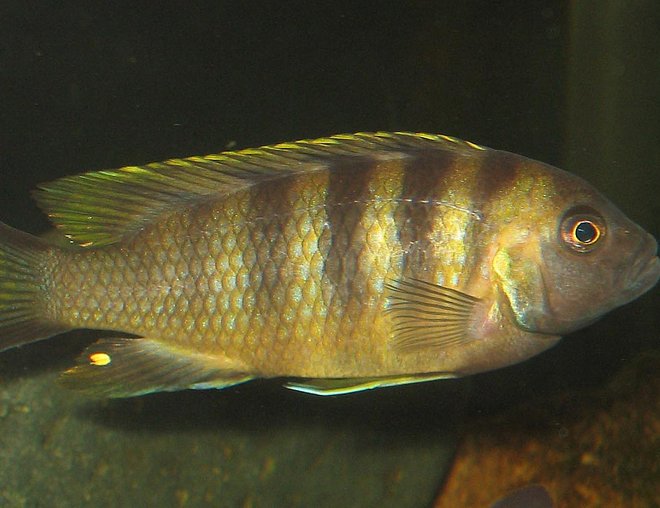 freshwater fish - cynotilapia afra - green afra stocking in 55 gallons tank - Mbweca afra male.