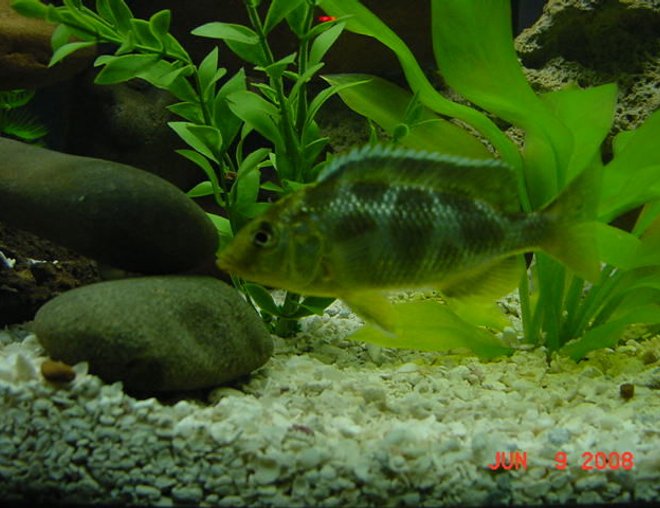 freshwater fish - nimbochromis venustus - venustus cichlid stocking in 75 gallons tank - Venustus