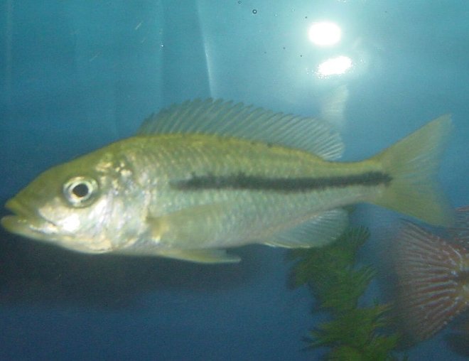 freshwater fish - dimidiochromis kiwinge stocking in 75 gallons tank - Dimidiochromis Kiwinge - Female