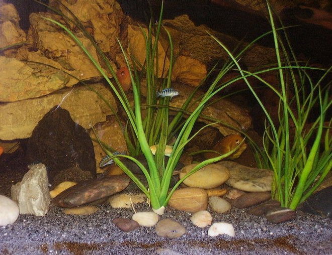 freshwater fish stocking in 75 gallons tank - my african cichlid tank 6