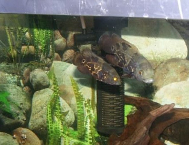 freshwater fish - astronotus ocellatus - tiger oscar stocking in 80 gallons tank - my two little Oscars